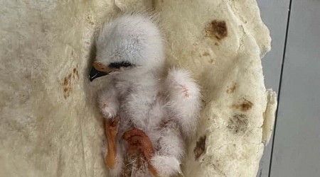 ‘Only in Texas’: Family rescues baby bird with warm tortilla