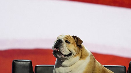 West Virginia Gov. Jim Justice's 'Baby Dog' Steals Show at the RNC