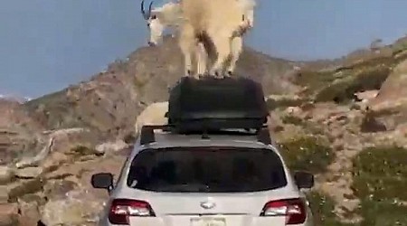 Goats trample parked SUV on Colorado mountain