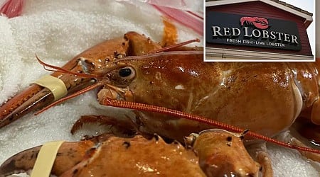 Rare, 1-in-30 million orange lobster accidentally sent to Colorado Red Lobster