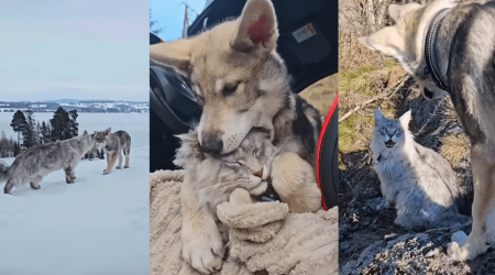Maine Coon Finds Wild Wolf Pup Alone and Convinces Mom to Adopt Him, The Dynamic Duo Adventure Together While The Cute Kitty Turns Into His Loving Big Sister (Video)