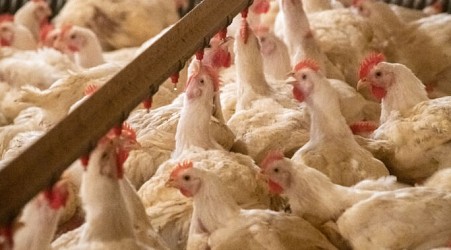 Five people infected as bird flu appears to go from cows to chickens to humans