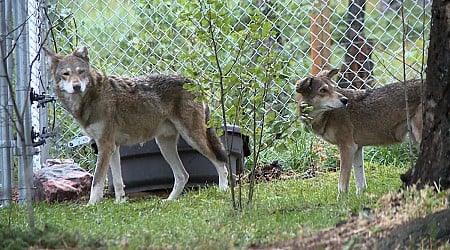2 more wolf kills confirmed in Colorado