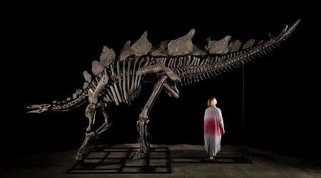 Stegosaurus Fossil Sells to Hedge Fund Billionaire for Record-Breaking $45 Million