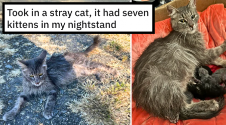 Cat Lover Rescues Stray Maine Coon on the Verge of Giving Birth, Wakes Up to Find Wholesome Mom Gave Birth to 7 Healthy Kittens In Her Nightstand