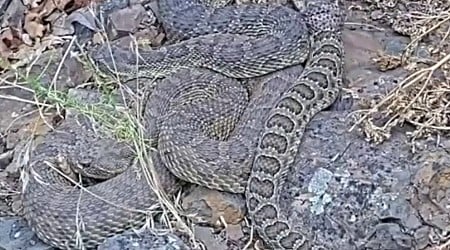 WATCH: Colorado 'mega den' houses hundreds of rattlesnakes