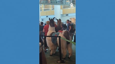 WATCH: Emotional support llamas roam Portland airport