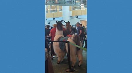 WATCH: Emotional support llamas roam Portland airport