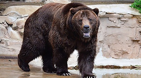 Montana man hospitalized after shooting, killing grizzly bear