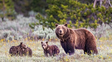 Montana - Mann (72) tötet angreifende Grizzly-Bärin