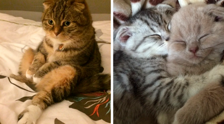 80 Adorable Scottish Fold Cats That Might Make You Go “Aww”