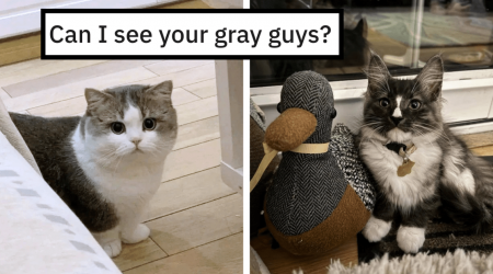 26 Fat Cats and Chonky Kittens Proving That Even the Color Grey Can Brighten Your Day