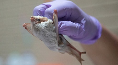 Bats are like riddles. The Bat-a-thon aims to solve them