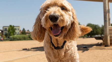 Best Dog Parks in Denver Colorado