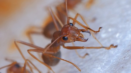 California County Warns of 'Painful Pustules' From Aggressive Ant Invasion