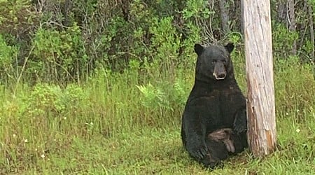 Florida sheriff's office warns against taking selfies with 'depressed' bear