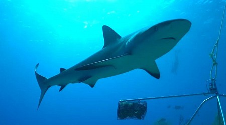 "Cocaine sharks": Predators off coast of Brazil test positive for drug, scientists say