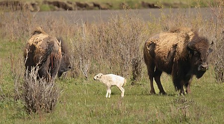 Rare White Buffalo Calf Celebrated By Native Americans Goes Unseen For Weeks, Yellowstone Says