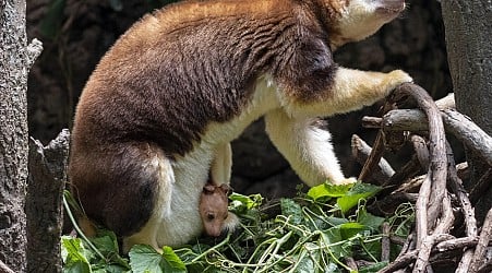 Peekaboo: A baby tree kangaroo debuts at the Bronx Zoo