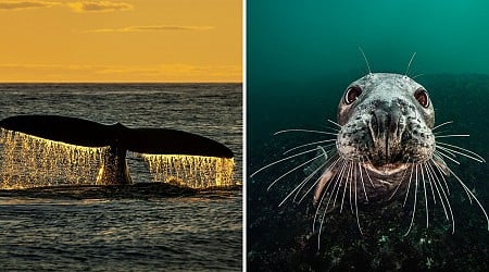A Photographer’s Mission to Save the Ocean Begins With Powerful Images