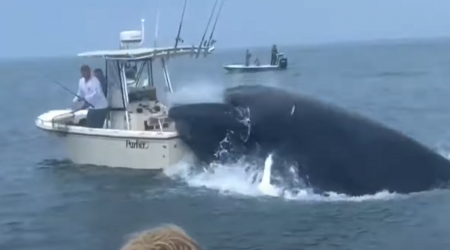 Drámai videó készült, egy bálna felborított egy hajót New Hampshire-nél