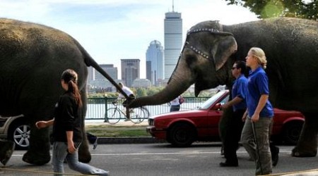 Mass. lawmakers vote to ban using exotic animals in circuses