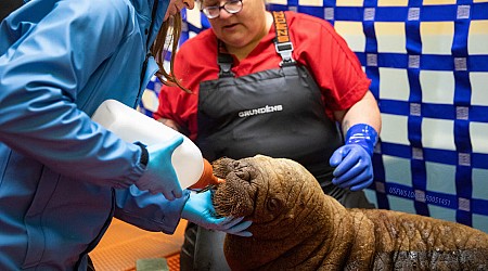 Orphaned baby walrus has "second chance at life" after rescue