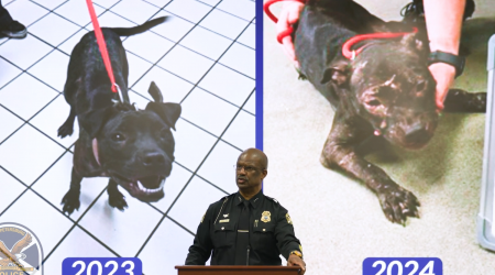 Battle-Scarred Pups Rescued As 100-Strong Florida Dog Fighting Ring Busted