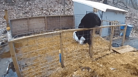 Brave Pigs Fight Off Bear Invading Connecticut Farm