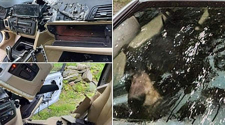 Wild black bear, cub trapped in car shred vehicle to pieces