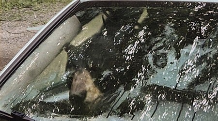 Black bear and cub destroy car in Connecticut after getting trapped inside