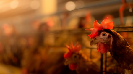 Colorado now home to the largest outbreak of human bird flu infections in U.S. history