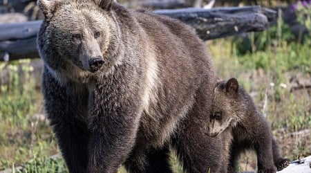 Man Punches Mama Bear In Face To Escape Grizzly Attack