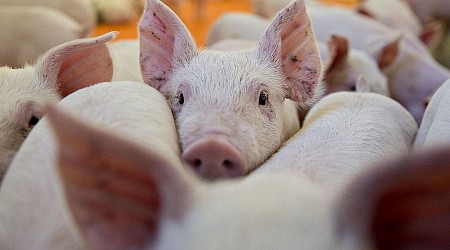 How Pigs Fare Under Iowa’s Industrial-Ag Model
