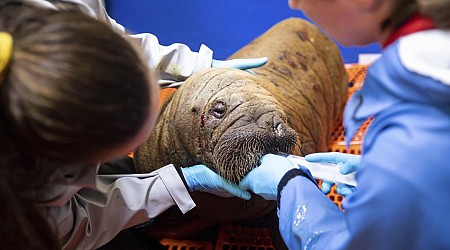 Abandoned Walrus Calf Is 'Sassy,' Being Spoiled a Lot