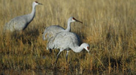 Committee studying how to control Wisconsin sandhill cranes