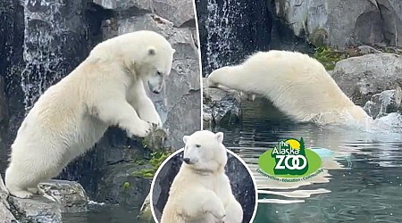 Hilarious diving polar bear goes viral for spreading Olympic spirit