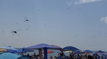 Swarms of dragonflies at Rhode Island beach captured on video
