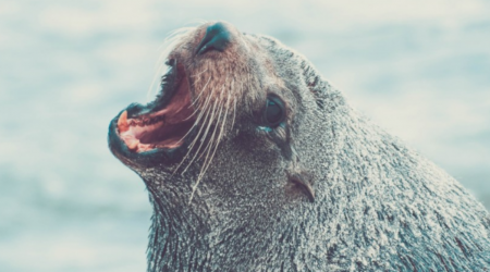 Morso da una foca durante una vacanza: ragazzino italiano sottoposto a profilassi anti-rabbia in provincia di Padova