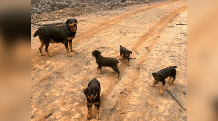 Two dogs and their puppies were stuck in California's Park Fire. An emergency responder ran 1.5 miles to save them.