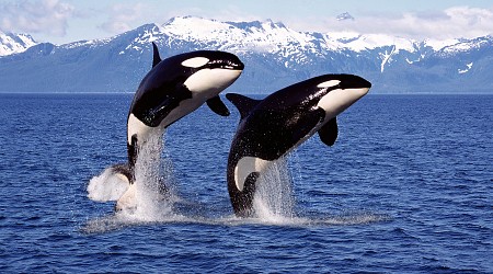 Orca Sinks Another Yacht: Why Killer Whales Are Attacking Boats