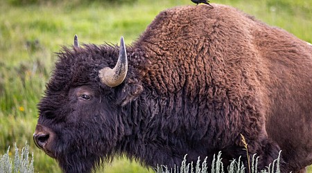 Yellowstone National Park releases record of decision for new bison management plan