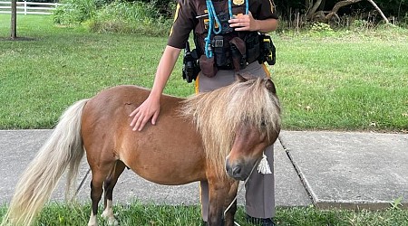 Playful pony found prancing down Delaware road