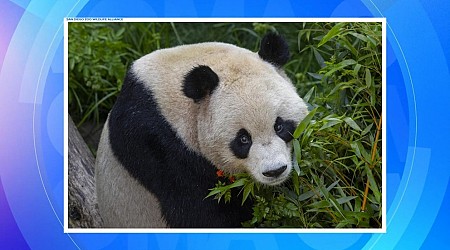 WATCH: 1st look at new pandas at San Diego Zoo