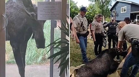 Colorado deputies remove 600-pound 'meandering' moose from resident's yard