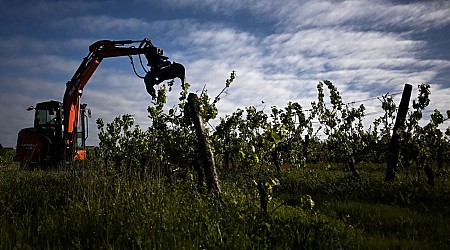 Bordeaux vineyard 'grubbing up' scheme hampered by weather