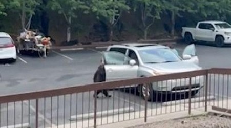 Bear opens SUV door in Tennessee hotel parking lot