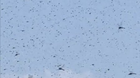What caused massive dragonfly swarm on Rhode Island beach