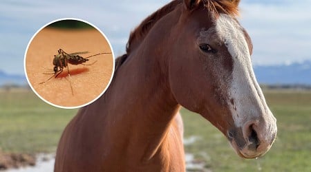 Fatal Horse Disease on the Rise in Florida