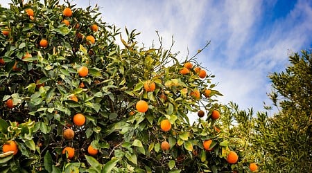 Will Florida’s Oranges Survive Another Hurricane Season?